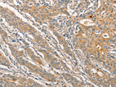 STAM Antibody