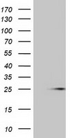 STAT1 Antibody