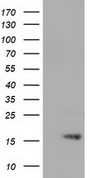 STAT1 Antibody