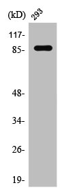 STAT1 Antibody