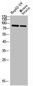 STAT1 Antibody
