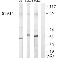 STAT1 Antibody
