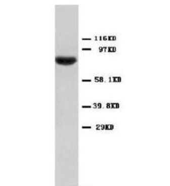 STAT1 Rabbit Polyclonal Antibody