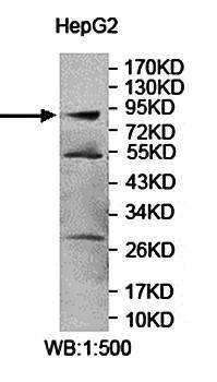 STAT1 Rabbit Polyclonal Antibody