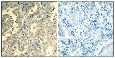 STAT2 Antibody