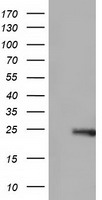 STAT3 Antibody