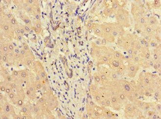 STAT3 Antibody