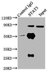 STAT3 Antibody