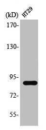 STAT3 Antibody