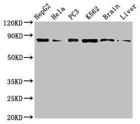STAT4 Antibody