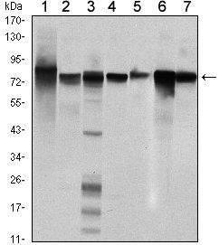 STAT5B Antibody