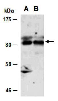 STAT6 (C) Antibody, Rabbit Polyclonal