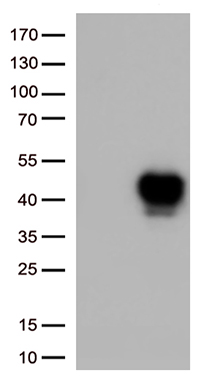 Staufen Antibody