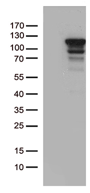 Staufen Antibody