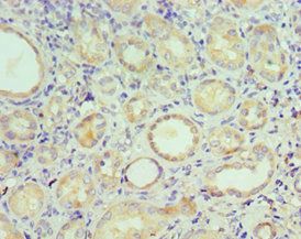 STC1 Antibody