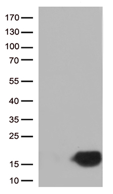 Stefin B Antibody