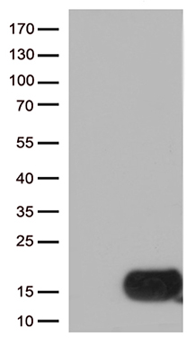 Stefin B Antibody