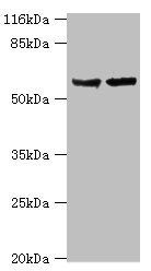 CYP17A1 Antibody