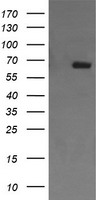 STING Antibody