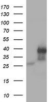 STING Antibody