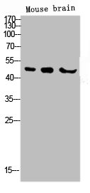 STK11 Antibody