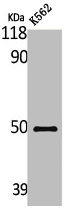 STK11 Antibody
