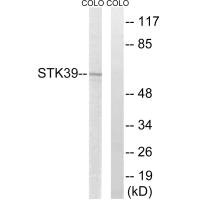 STK39 Antibody
