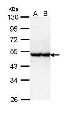 STK40 Rabbit Polyclonal Antibody