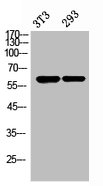 STRA8 Antibody