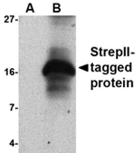 StrepII-tag Antibody