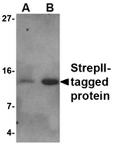 StrepII-tag Antibody