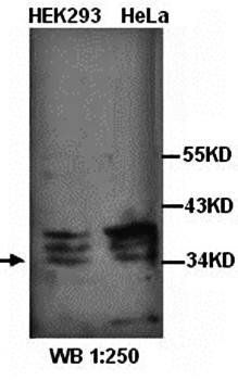STUB1 Rabbit Polyclonal Antibody
