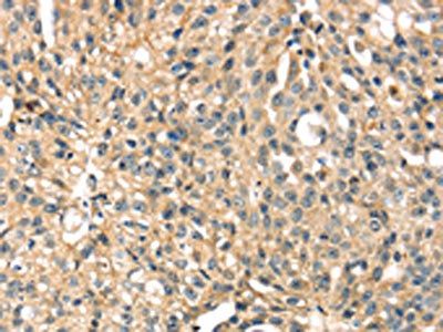STX8 Antibody