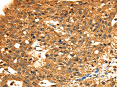 STX8 Antibody