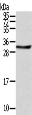 STX8 Antibody