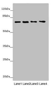 STXBP2 Antibody