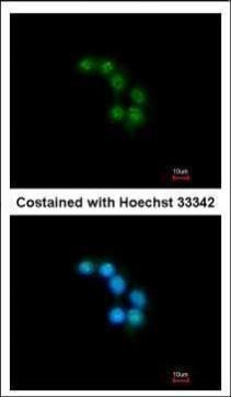 syntaxin binding protein 2 Antibody