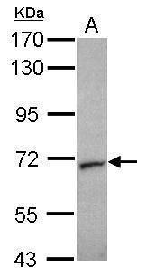 syntaxin binding protein 2 Antibody