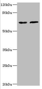 SDHA Antibody