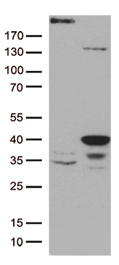 SUGT1 Antibody