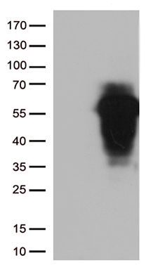 SUGT1 Antibody