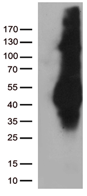 SUGT1 Antibody