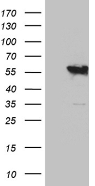 SUGT1 Antibody