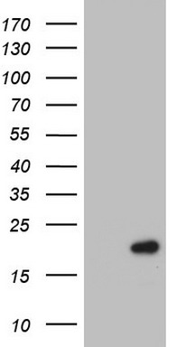 SUMF1 Antibody