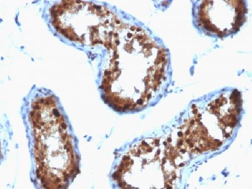 SUMO2 Antibody