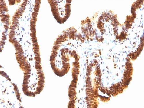 SUMO1 Antibody