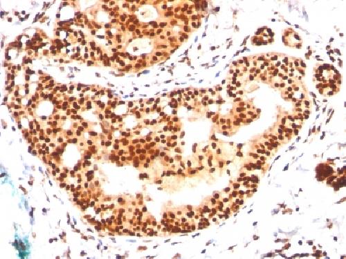 SUMO2 Antibody