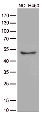 SUPT16H Antibody