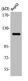 SUPT16H Antibody