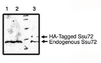 Rabbit Human SURF1 Antibody